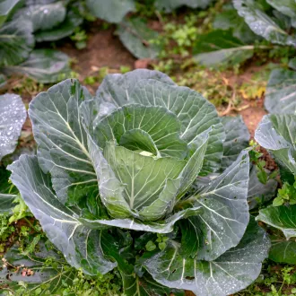 Estratégias para uma transição bem sucedida para uma dieta vegetariana - nutricao vegetariana
