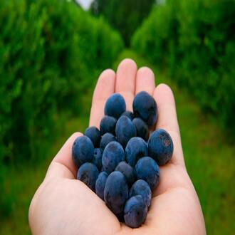 Como posso manter-me atualizado no campo da nutrição holística? - nutricao holistica