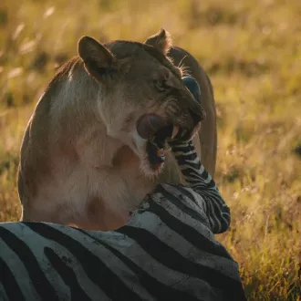 Introdução à dieta carnívora - o que é que precisa de saber? - nutricao carnivora