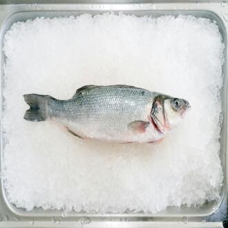 Como lidar com os desejos na dieta carnívora? - nutricao carnivora